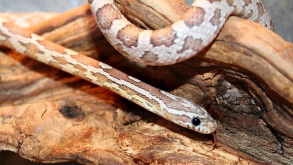 corn snake could benefit from a more stimulating environment