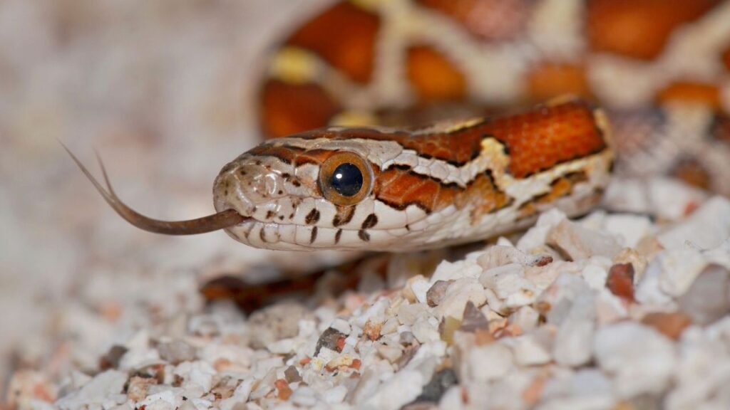 lonely corn snake