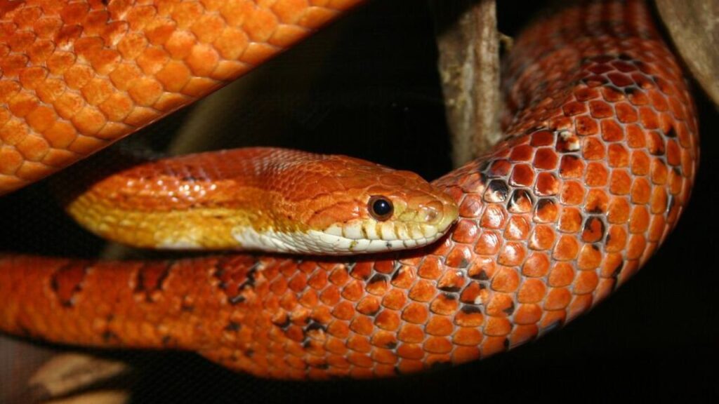 traveling with your corn snake