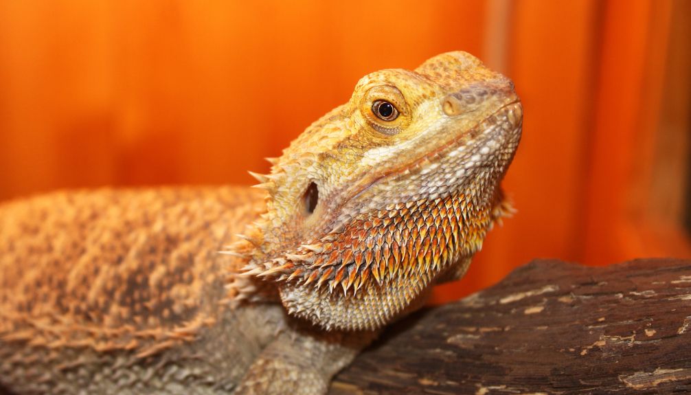 Bearded dragons breathing difficulties