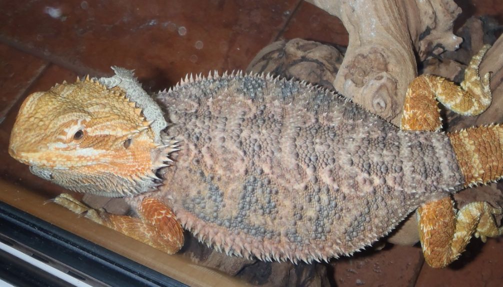 Bearded dragons can harbor salmonella germs