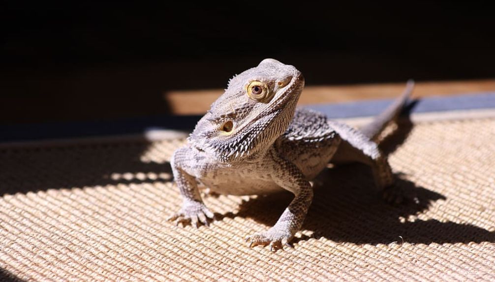 Bearded dragons rely on UVB rays from sunlight