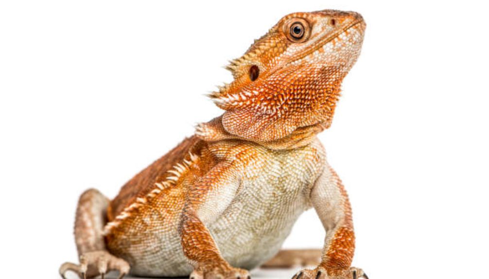 Emotional Chin Displays in bearded dragons