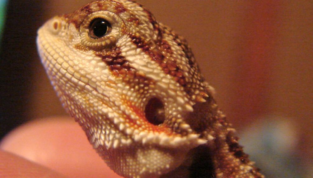 bearded dragons color-changing