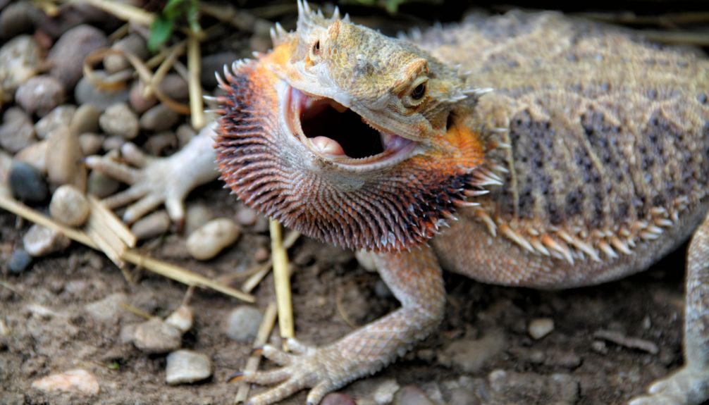 bearded dragons is closely tied to legal habitat restrictions