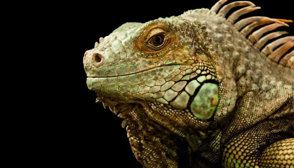 interesting facts about bearded dragons