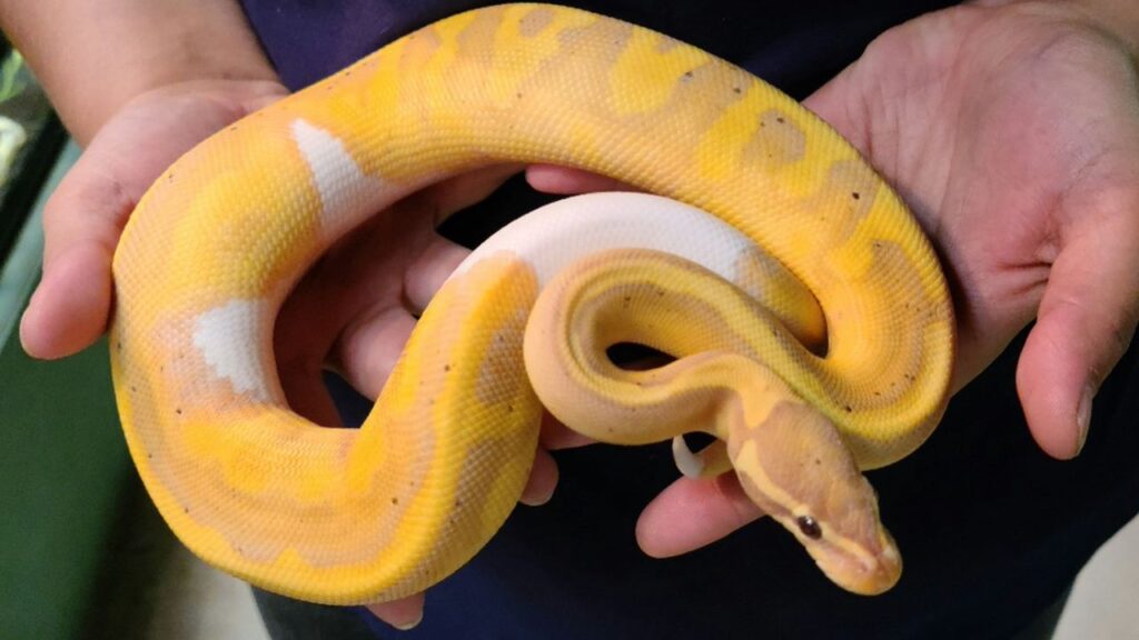 Banana Pied Ball Pythons' Unique Characteristics | FREPTILES