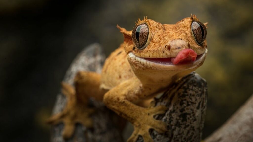 Crested geckos