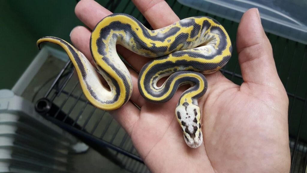 Highway Ball Pythons