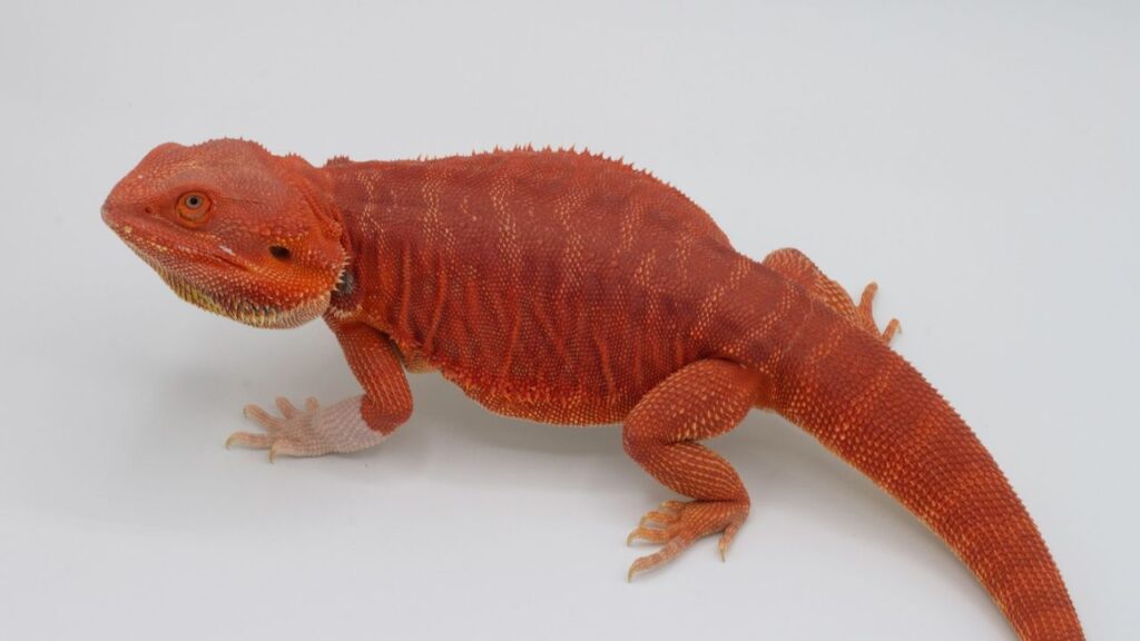 Hypo Red-Bearded Dragon