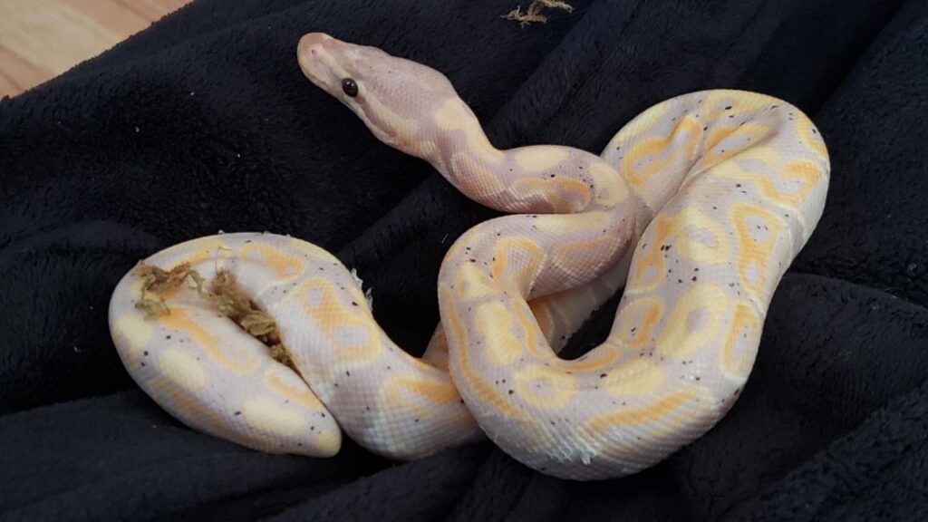 Lavender Banana Ball Pythons