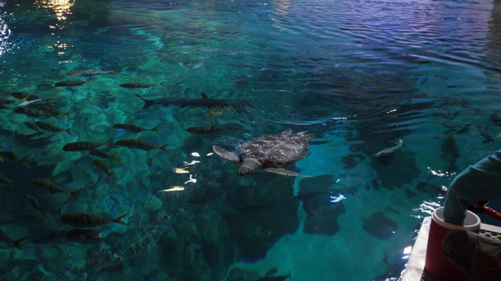 abandoned sea turtle in hongkong