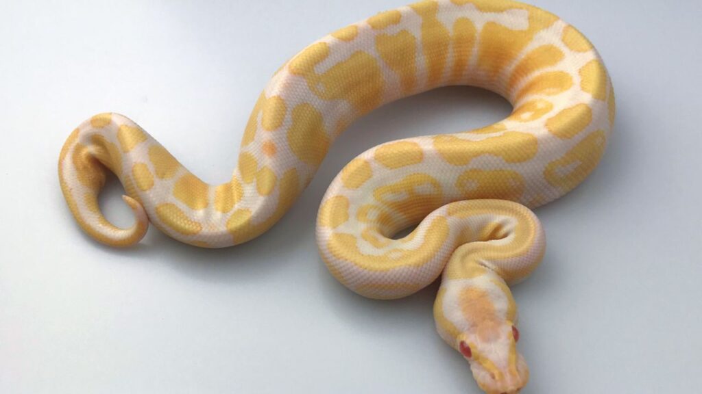 albino banana ball pythons