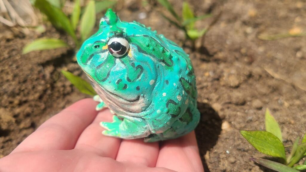 blue Pacman frog