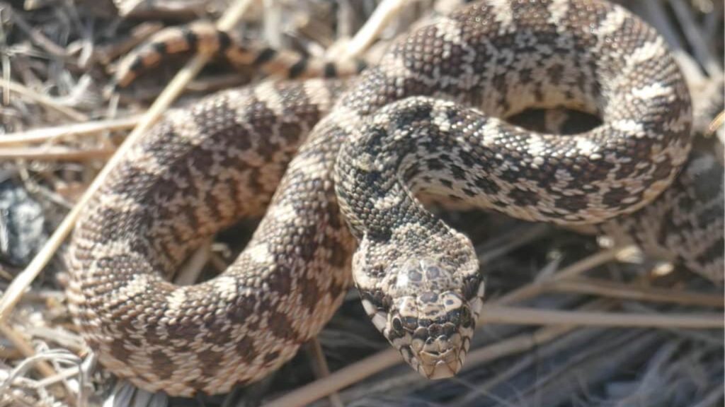 bullsnakes behavior