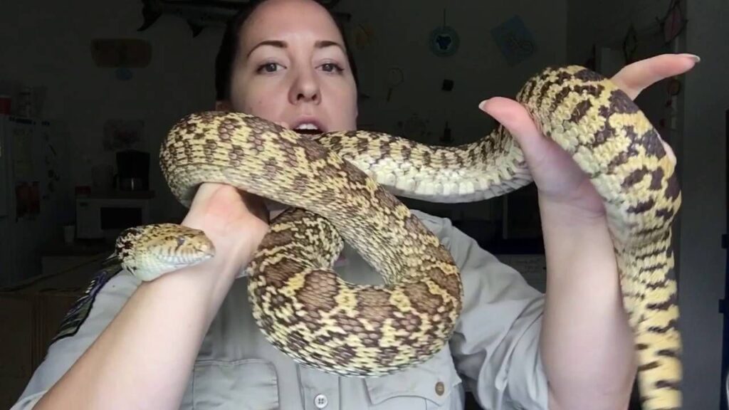 bull snakes conservation