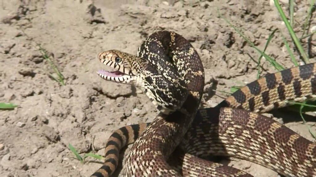 bull snakes defense mechanism