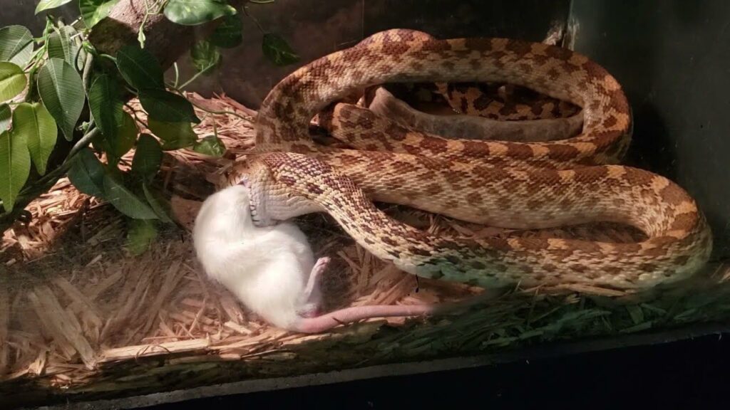 bull snakes diet