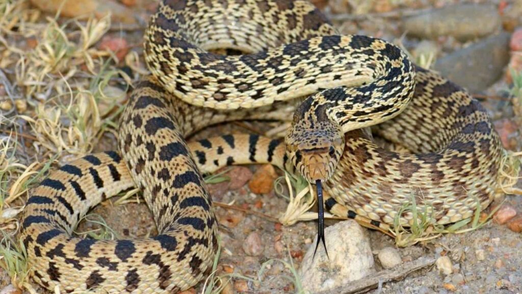 bull snakes conservation