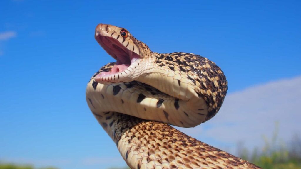 bull snakes in colorado