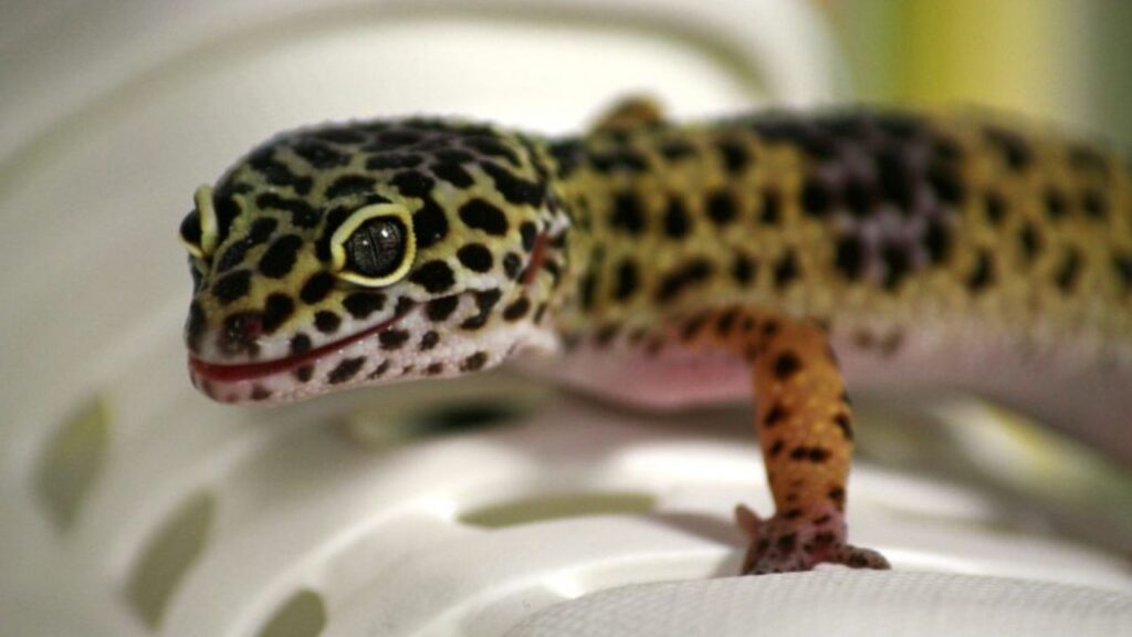 leopard gecko lighting