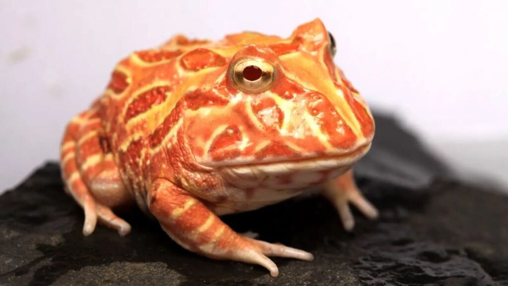 raising strawberry Pacman frogs