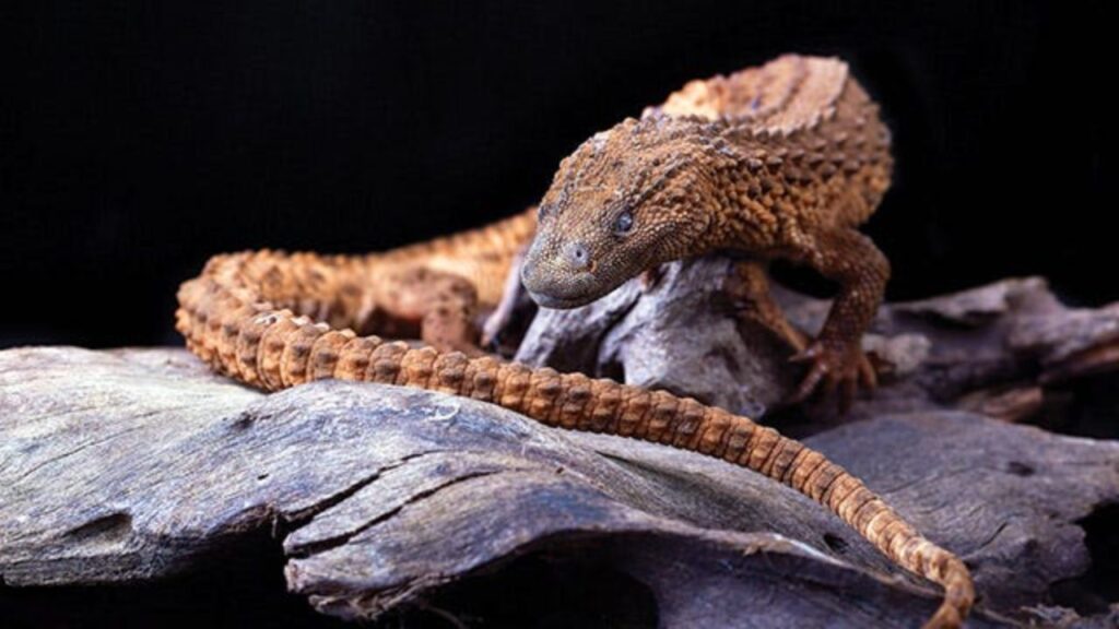 are-earless-monitor-lizards-dangerous