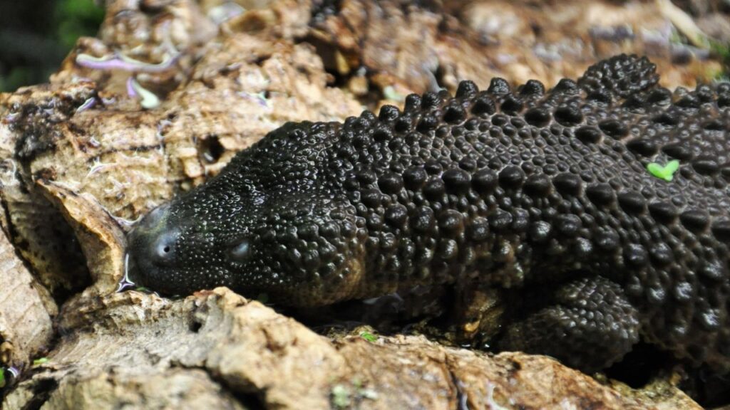 black earless monitor lizard