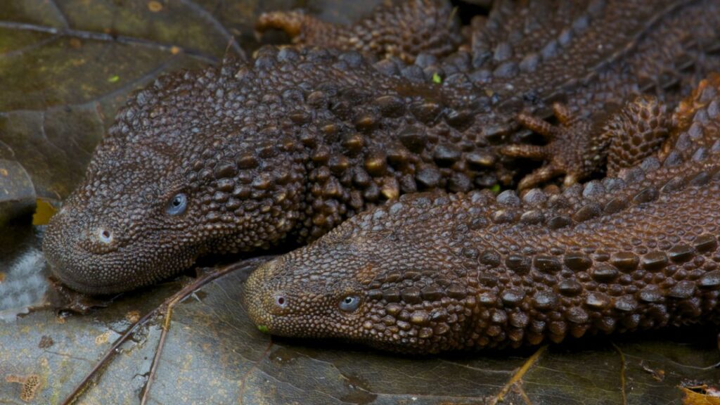 are-earless-monitor-lizard-good-pets