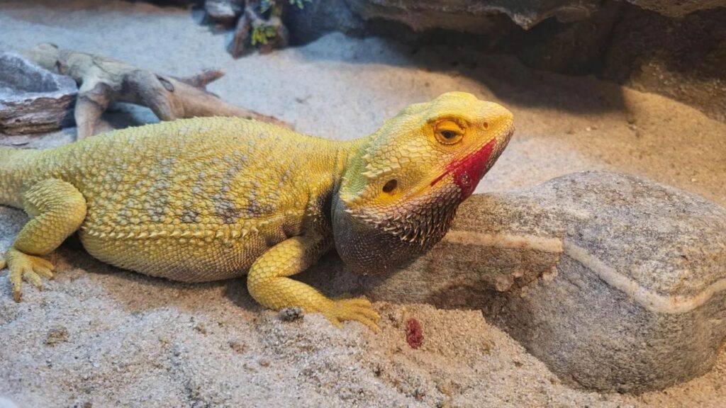 bearded-dragon-bleeding-from-mouth