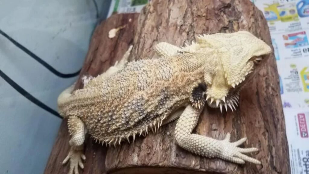 bearded-dragon-is-lethargic