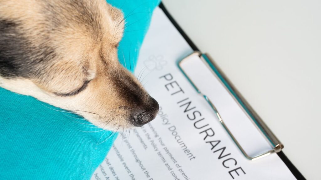 best pet insurance