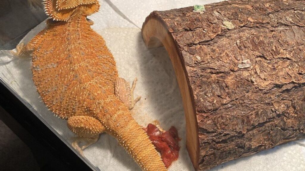 blood-in-bearded-dragon-stool