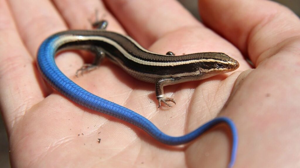 blue tailed lizard care