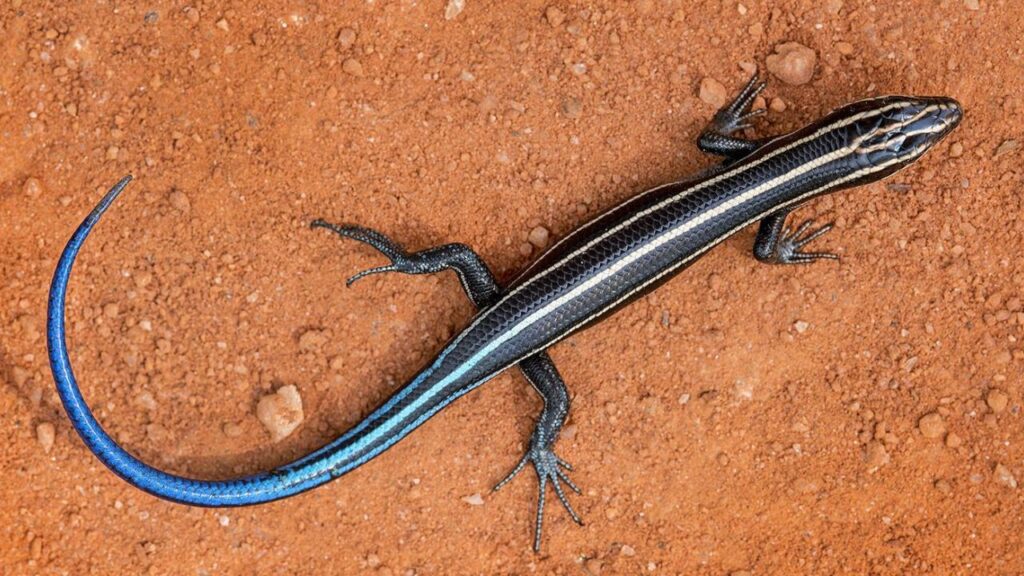 blue tailed lizard distributions