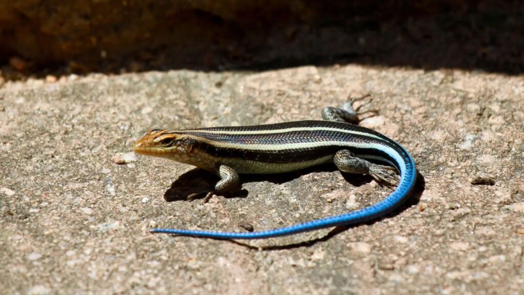 blue tailed lizard facts