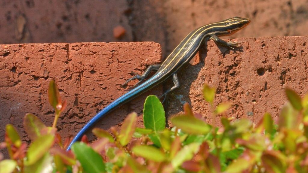 blue tailed lizard habitat