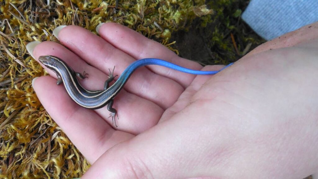 blue tailed lizard lifespan and growth