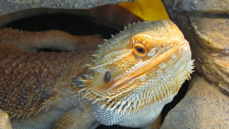 constipated-bearded-dragon-remedy