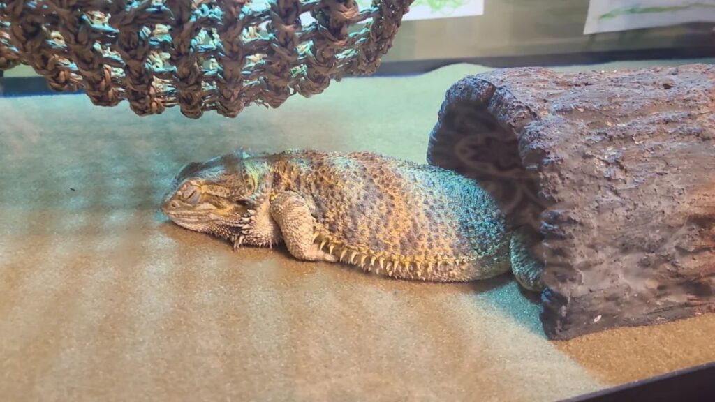 impacted-bearded-dragon-treatment