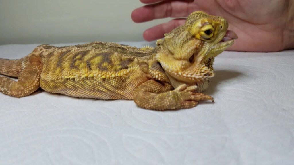 sick bearded dragon signs