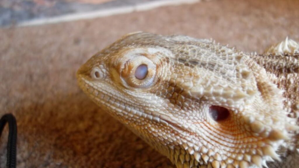 swollen eyes bearded dragon