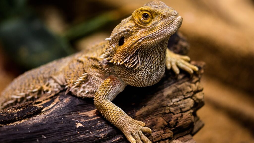 swollen-limbs-bearded-dragon